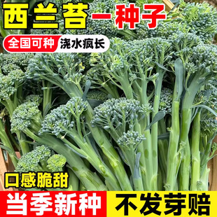西兰苔种子种籽西兰花种籽苗芥蓝芥兰菜四季菜苔蔬菜孑菜心秧苔菜