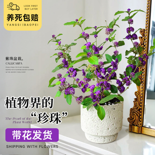 紫珠盆栽室内客厅桌面四季好养易活花卉绿植日本紫珠盆景庭院耐阴