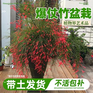 爆仗竹盆栽吉祥草红色爆竹花苗鞭炮花炮仗花阳台庭院喜阳耐热植物