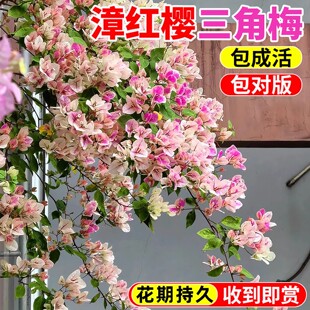 漳红樱三角梅大花苗盆栽带花直发包活绿樱庭院地栽爬藤攀援鲜花卉