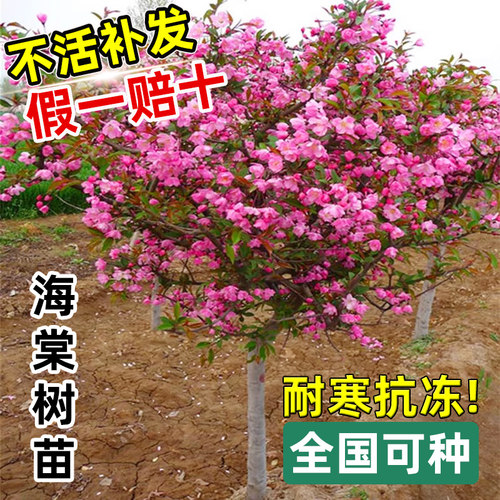 海棠花树苗高杆西府垂丝北