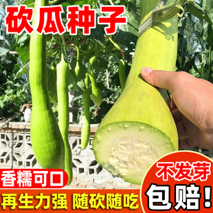 砍瓜种籽特大砍瓜种子四季种植高产巨型吊瓜盆栽奶油南瓜蔬菜种孑