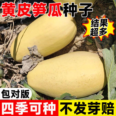 高产黄皮大笋瓜种子播种