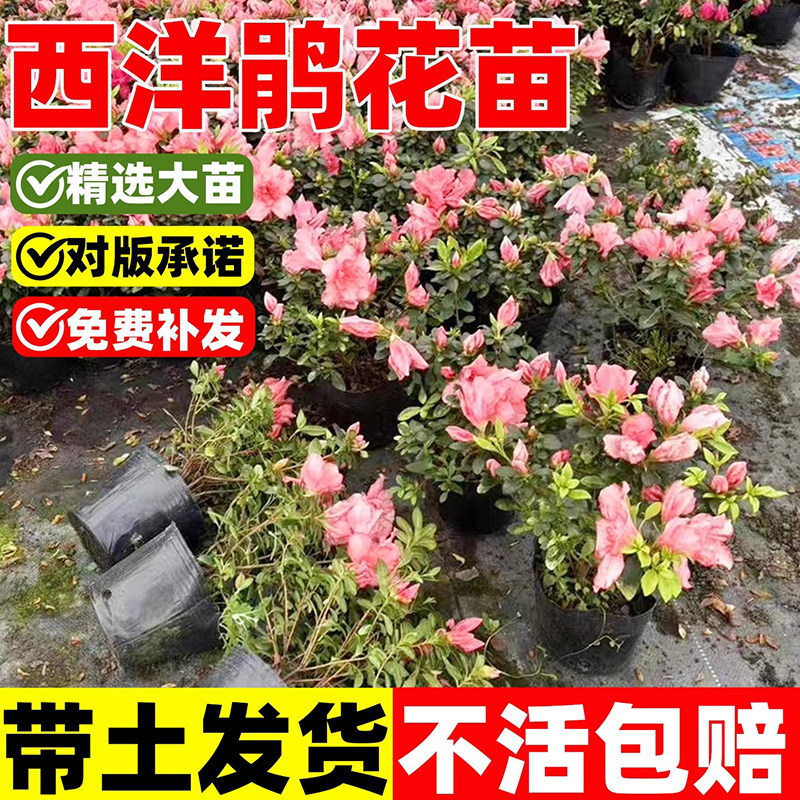西洋杜鹃花苗盆栽室内外庭院阳台观赏花镜植物工程园林道路绿化苗