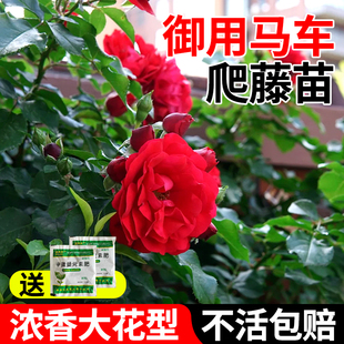 御用马车藤本爬藤月季蔷薇花苗耐寒耐热庭院室内外阳台植物大树苗