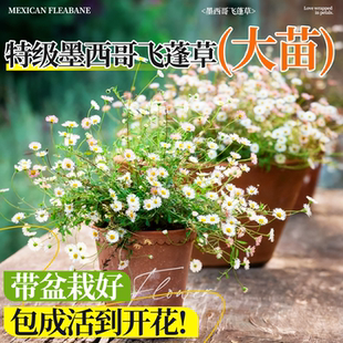 墨西哥飞蓬草花苗菊科垂吊型花卉多年生耐寒耐热宿根植物花镜盆栽