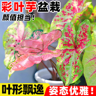水培植物彩叶芋盆栽彩色花卉绿植室内好养粉色飞溅海芋竹芋类大全