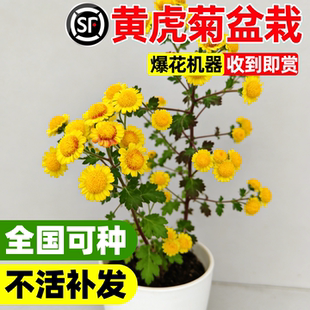 黄虎菊盆栽日本雅菊黄色盆景多年生绿植室内阳台庭院喜光盆栽菊花