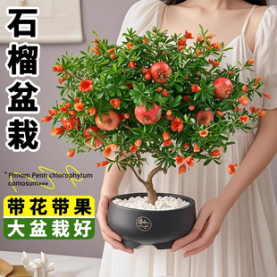 盆栽石榴矮化带果发货老桩观赏紫玉造型树苗阳台室内外花卉绿植物