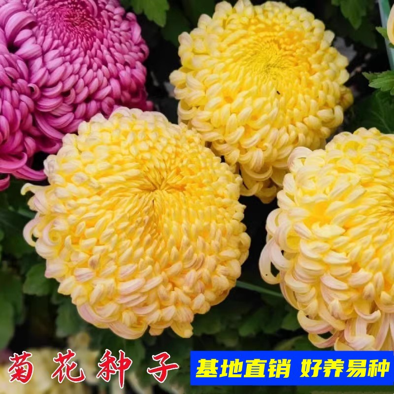 浩初春秋九月菊花籽多年生