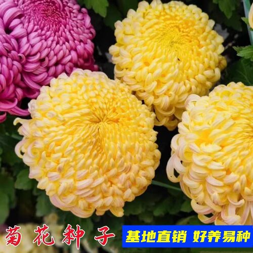 浩初春秋九月菊花籽多年生