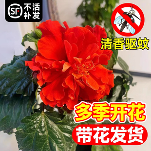 扶桑花盆栽重瓣带花苞红色朱槿木槿树苗室内阳台庭院四季花卉绿植