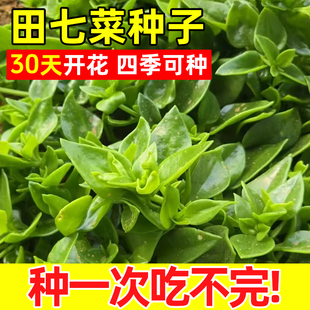田七菜种籽四季种植易成活特色野菜保健菜三七种子阳台盆栽蔬菜苗