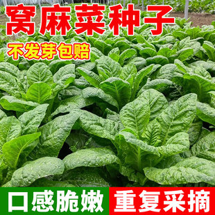 窝麻菜种子春秋播基菜窝鸡菜籽叶用莴苣种籽四川田园阳台蔬菜种孑