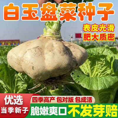 白玉大盘菜头种籽阳台家庭高产