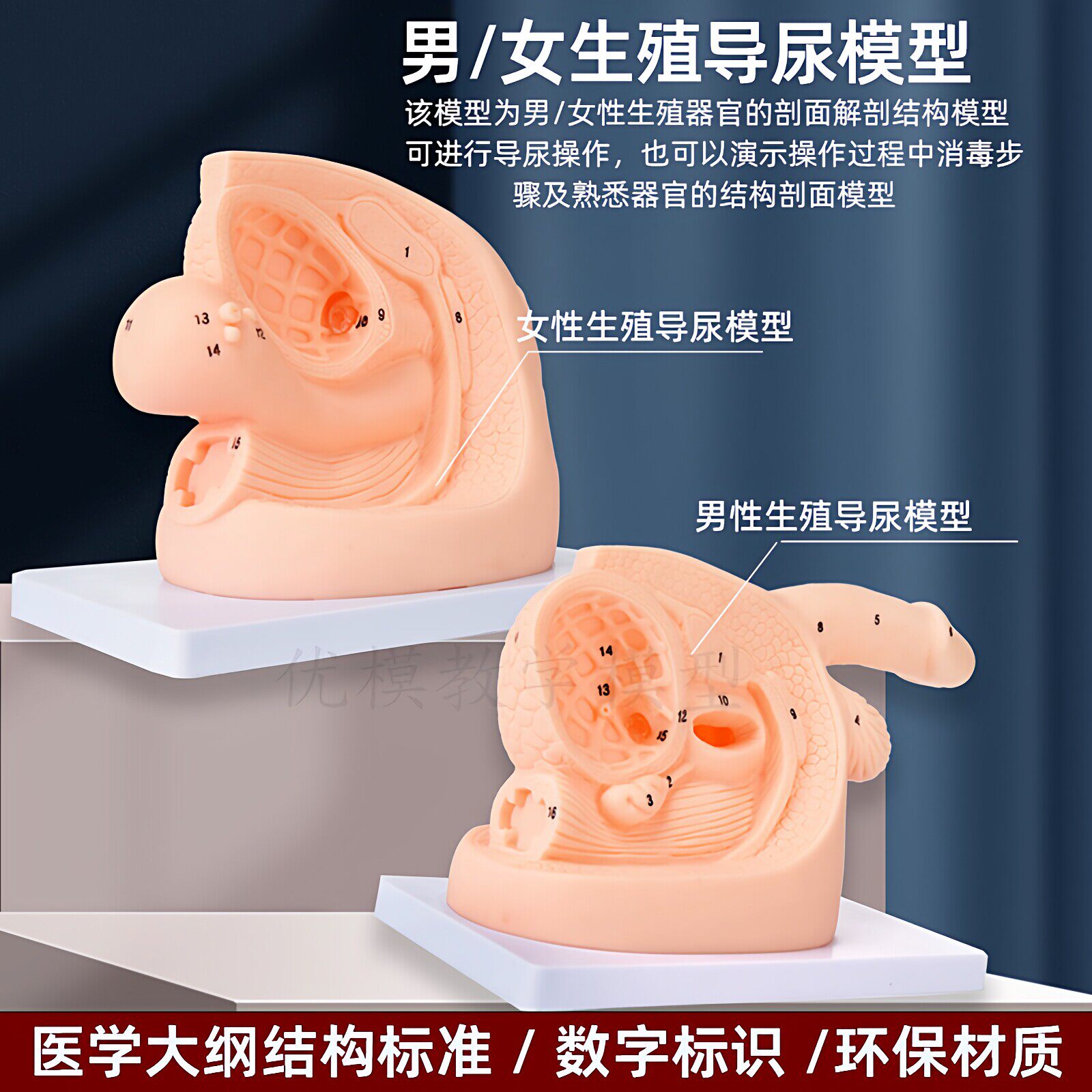男女性内外生殖器解剖简易导尿训练演示练习泌尿系统解剖教学模型