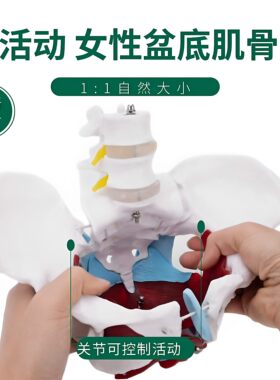 男性骨盆模型标准人体模型骨骼骨架结构医院学校教学演示教具摆件