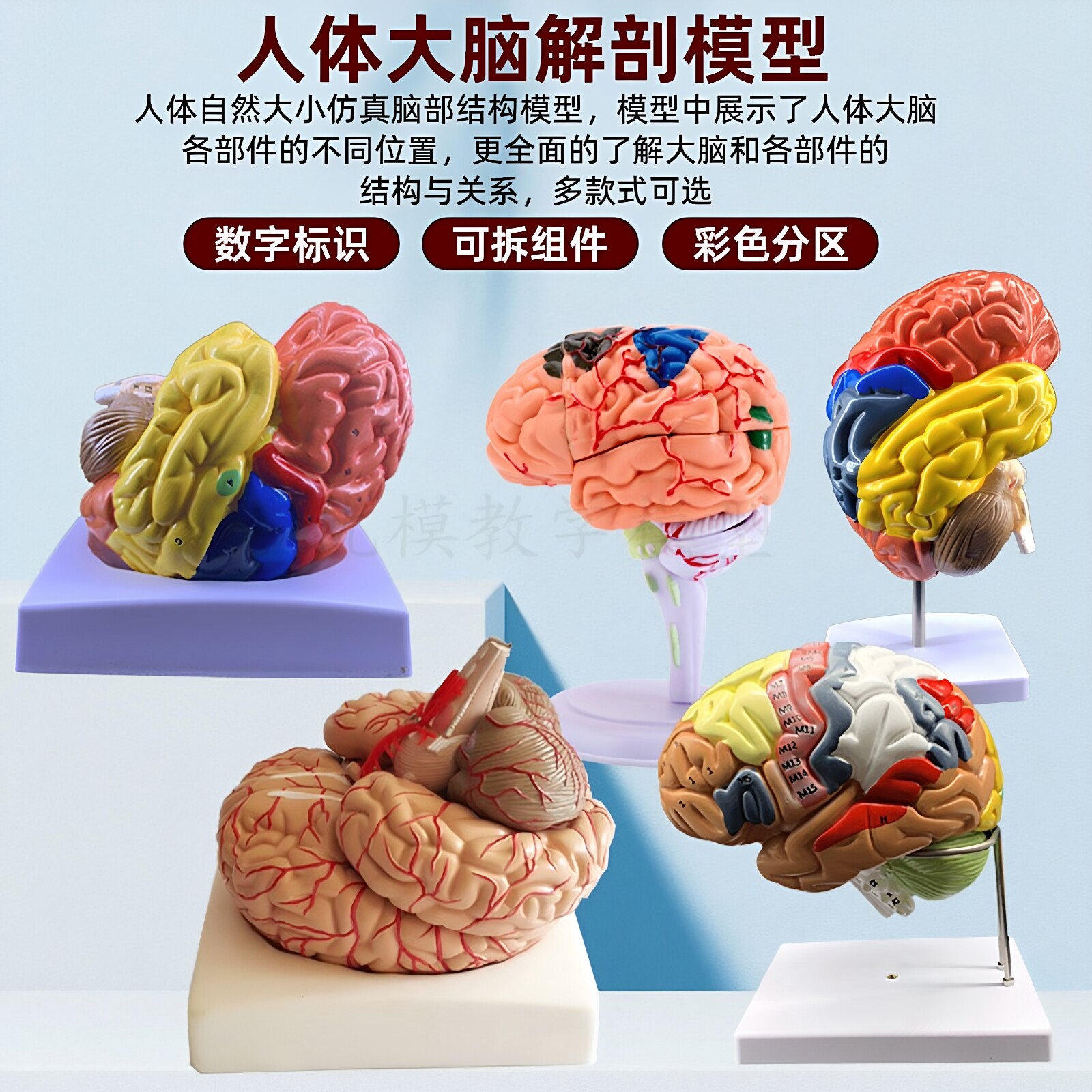 教学仿真人体大脑解剖模型 脑功能区域色分脑动脉构造 脑血管神经