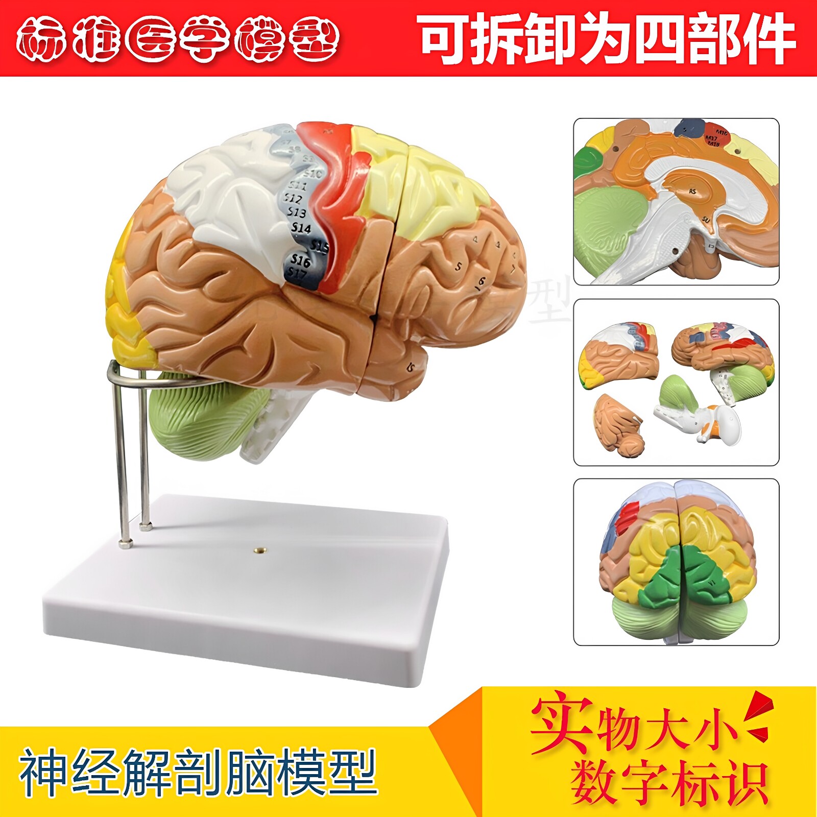 2倍放大医学人体大脑解剖模型 脑模型 脑功能分区模型大脑模型