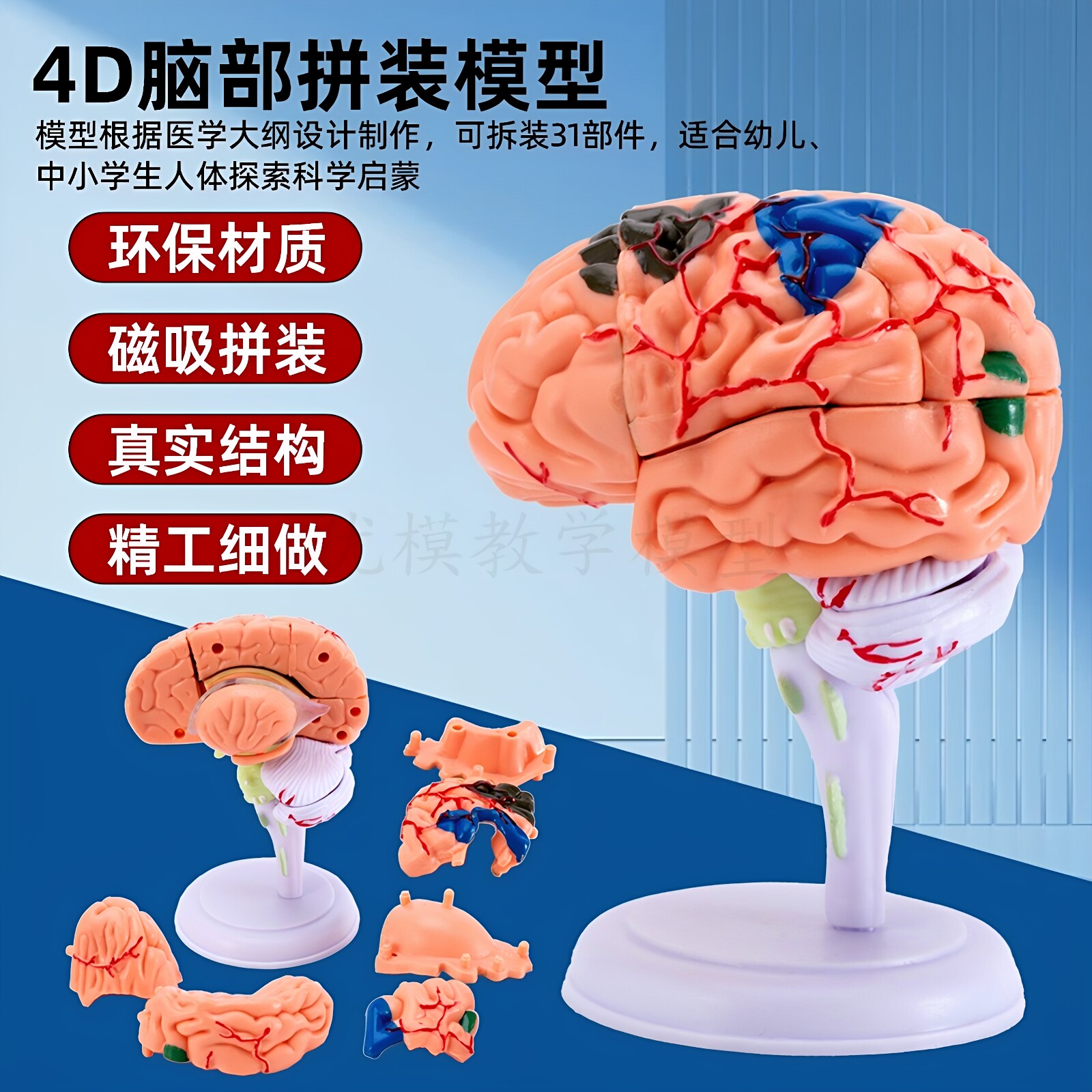 人体大脑模型 脑血管神经 4D脑解剖 医学教学用模型可拆分31部件