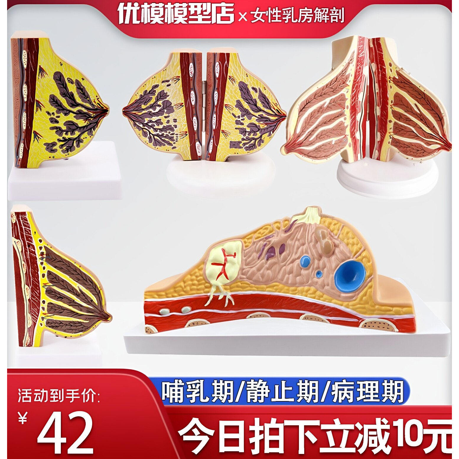 乳房模型胸模型胸部解剖模型静止期哺乳期女性乳房结构造医学教学