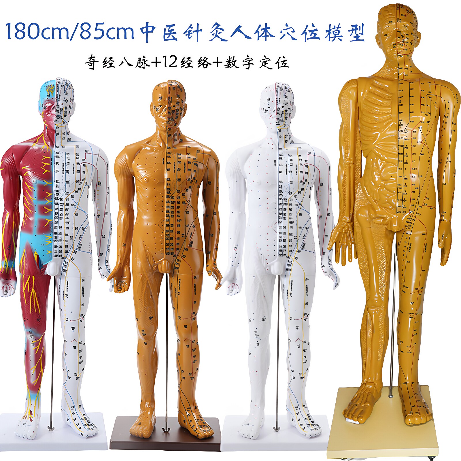 180cm 85cm大号中医针灸人体穴位模型教学全身家用十二经络图解剖