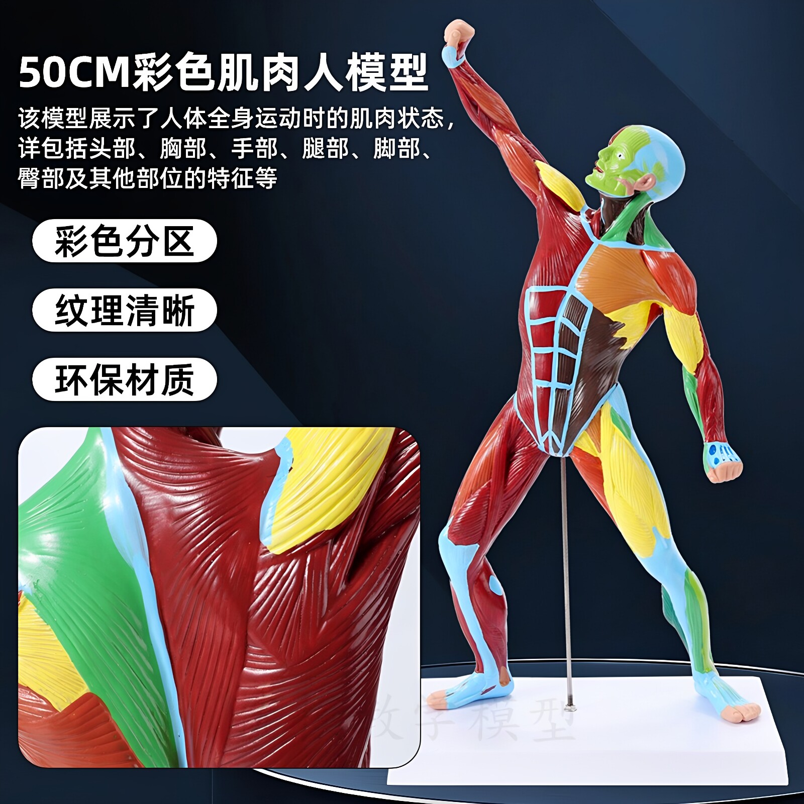 政河50CM彩色肌肉人体模型医用教学动态成品模型纹理清晰全身运动