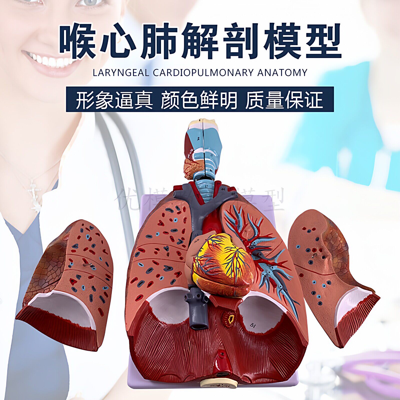 人体喉咙甲状腺心肺心脏模型肺呼吸系统解剖病理病变医用教学演示