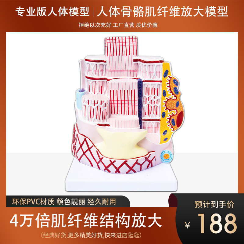 4万倍放大人体骨骼肌纤维结构解剖模型医院学校教具学习演示教具
