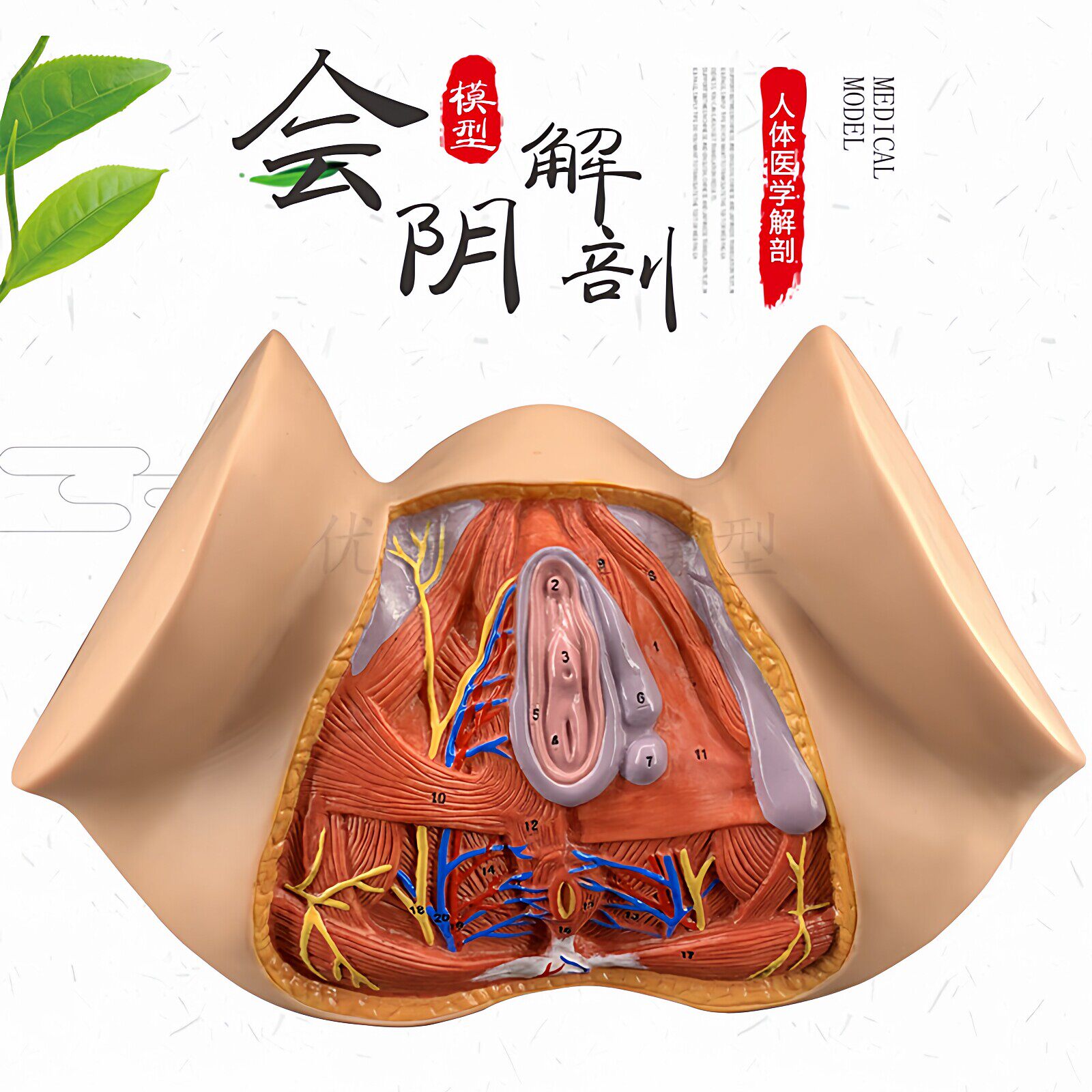 政河女性会阴解剖教学模型生殖器泌尿科肛肠结构解剖医学演示模型