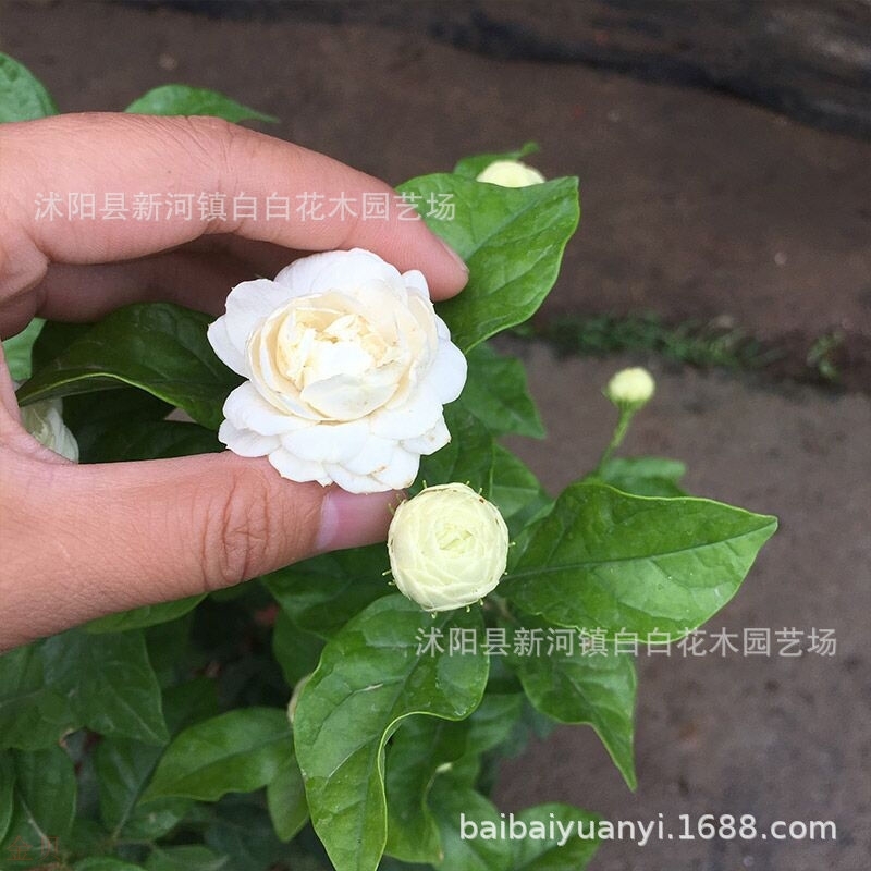 虎头茉莉花苗 盆栽茉莉花小苗 虎头茉莉大花虎头茉莉花盆栽苗