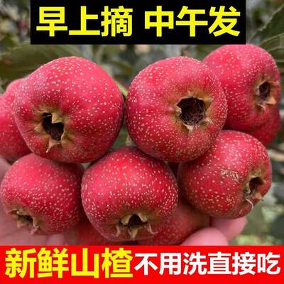 山东临沂现摘大金星山楂