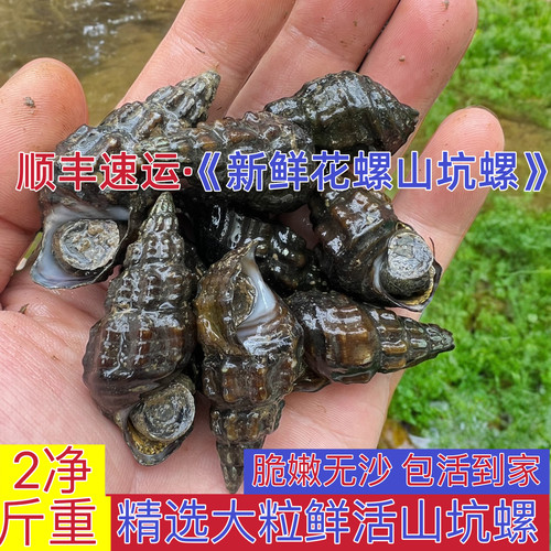 新鲜现捡野生山坑螺花螺石螺无沙