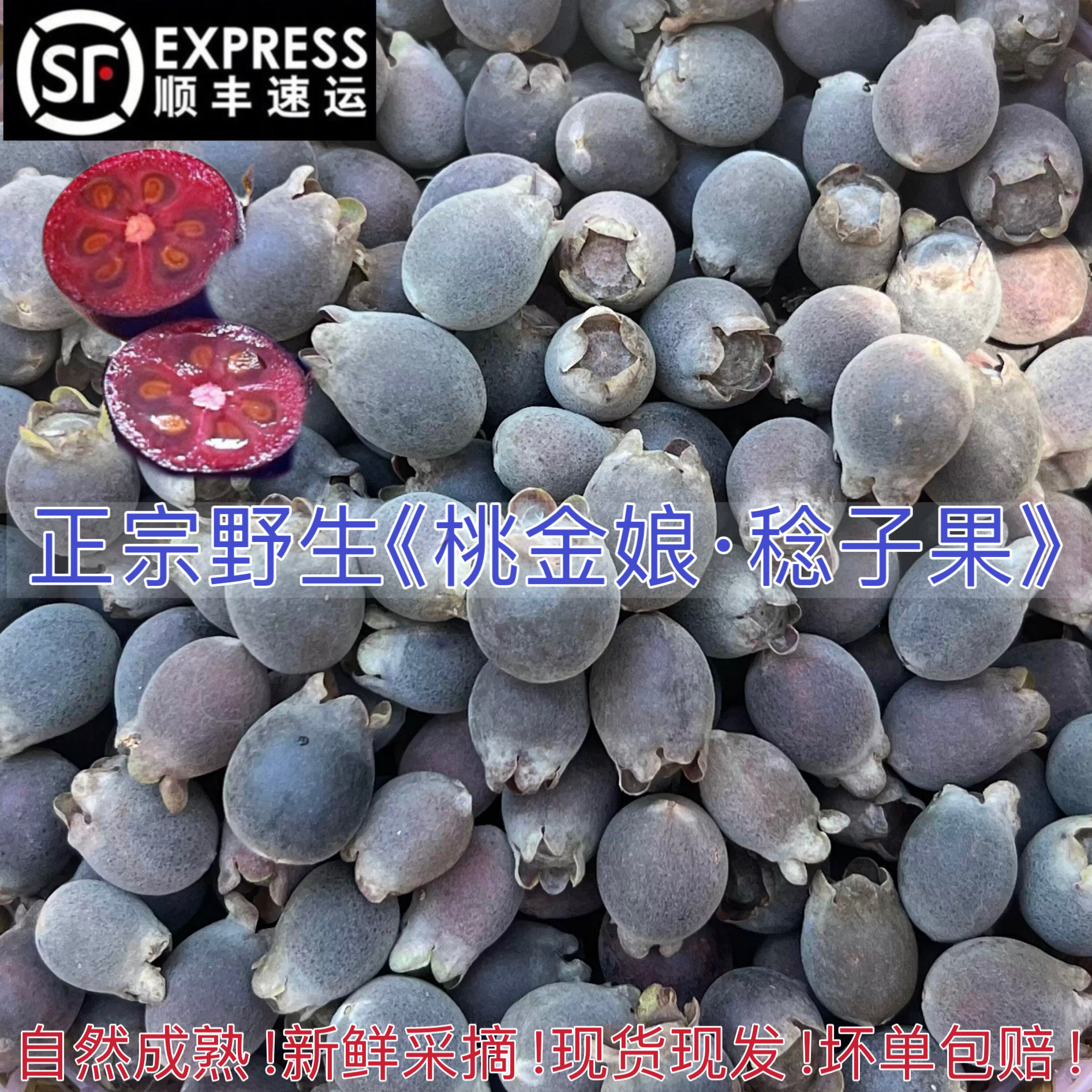 野生桃金娘童年捻子水果多尼果