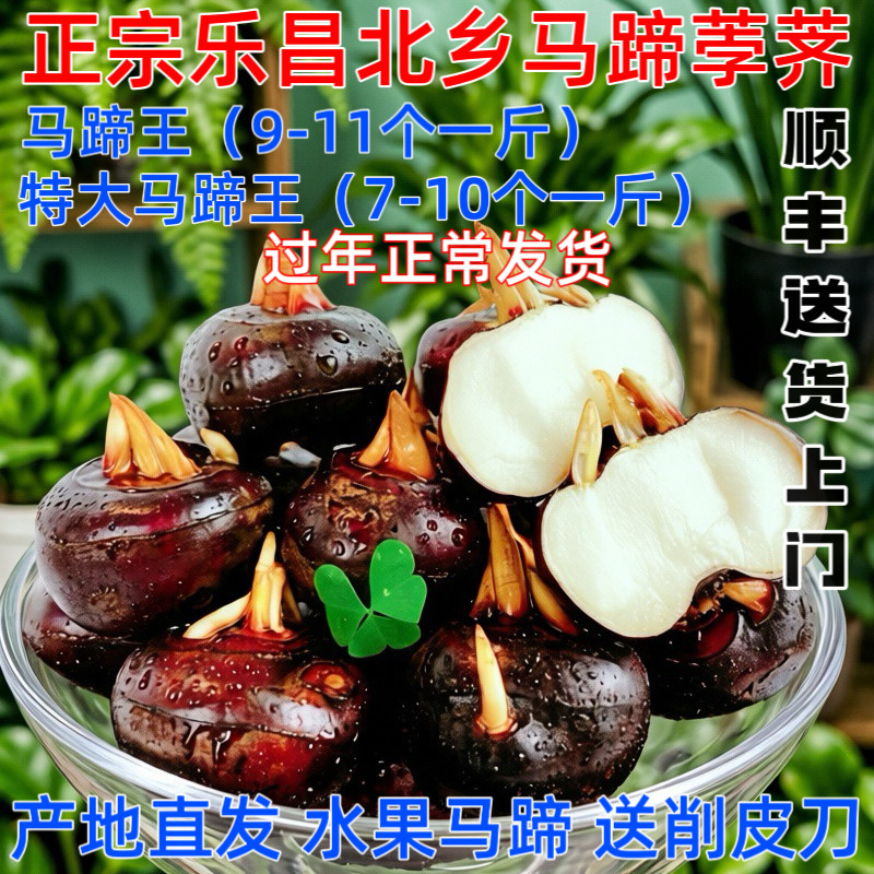 粤北乐昌北乡新鲜现挖荸荠马蹄马蹄王水果无渣脆甜包邮