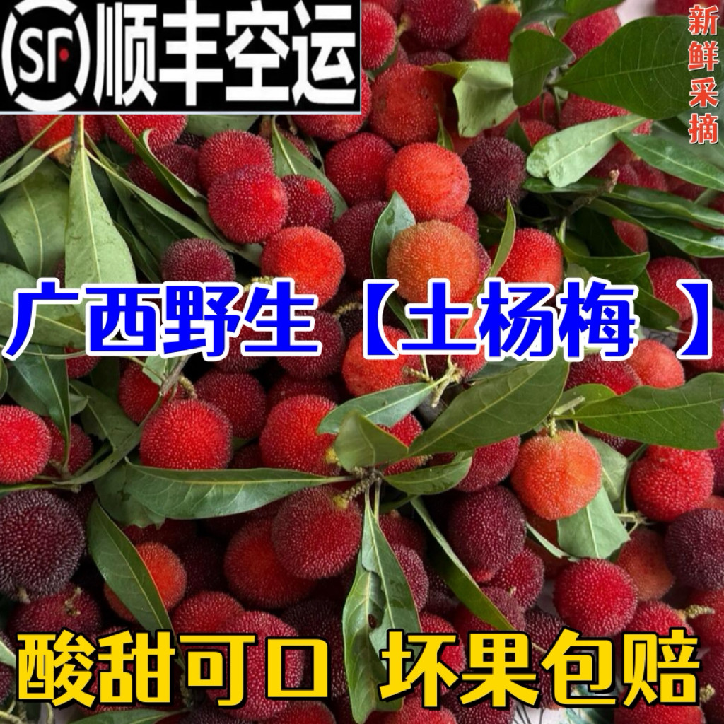 广西新鲜现摘土杨梅高山本地野生杨梅水果酸酸甜甜孕妇水果顺丰
