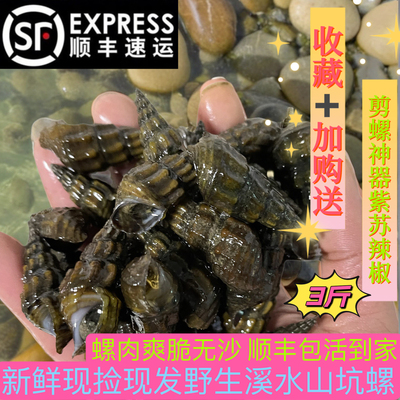 新鲜现捡野生山坑螺花螺石螺无沙