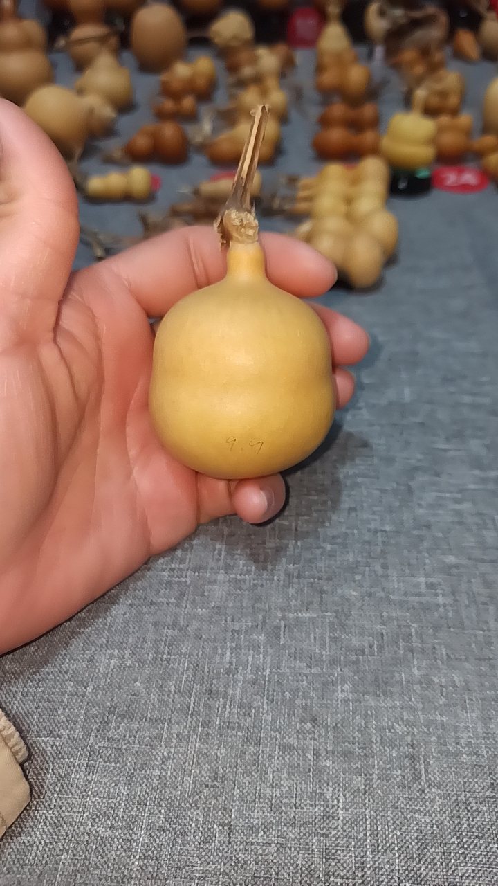 奶墩葫芦高卡6.6下肚不圆介意勿拍实物拍摄不退不换随时联系客服