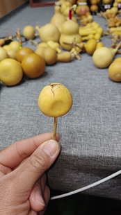 棒棒糖扁扁葫芦高3带花叶天裂介意勿拍看好再拍不退不换没有售后