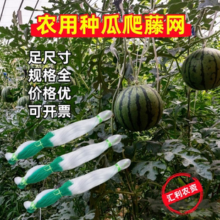 爬藤瓜网搭瓜棚支架材料绳子顶种植西瓜工具吊香瓜爪神器专用农业