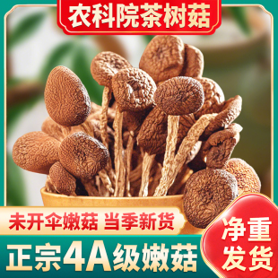 农科院茶树菇干货正品 旗舰店特级新鲜商用批发下饭菜煲汤云南特产