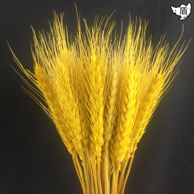 鲜花风干大麦摆件拍照茶几装饰品麦子花卉小麦穗干花手工芦苇居家