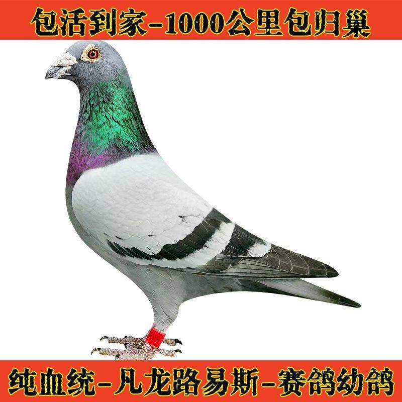 活体信鸽种鸽子对公一母成绩血统大鼻子詹森一公棚赛鸽鸽幼鸽