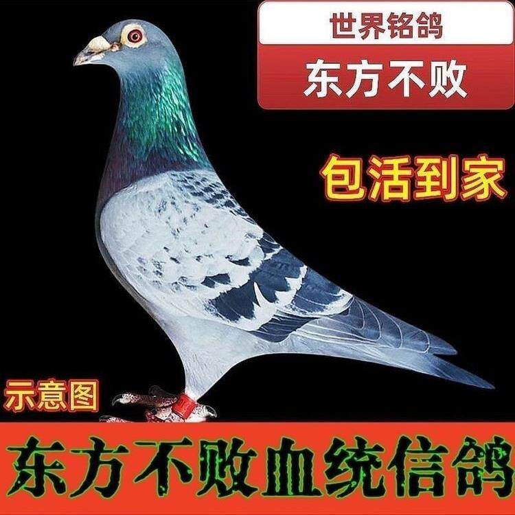 鸽子公棚活的绩一对血统赛鸽信鸽公母雨点正种鸽成幼鸽宗信鸽纯种