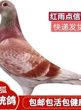 正品信鸽鸽子一活对鸽物成绩种血统詹森公赛鸽观赏幼鸽棚活鸽的