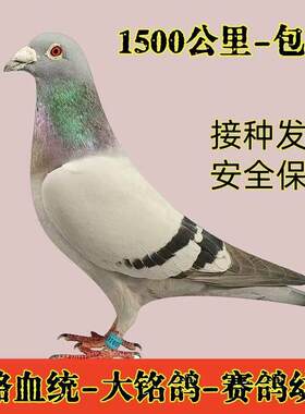 正宗信鸽纯种信鸽一公一母大鼻子子绩血统成鸽鸽高级青年鸽幼鸽子