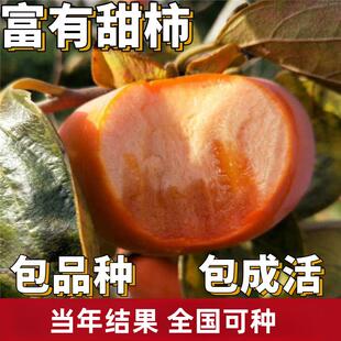 富有甜柿树苗南北方庭院地栽特大果树盆栽嫁接水果脆柿子当年结果
