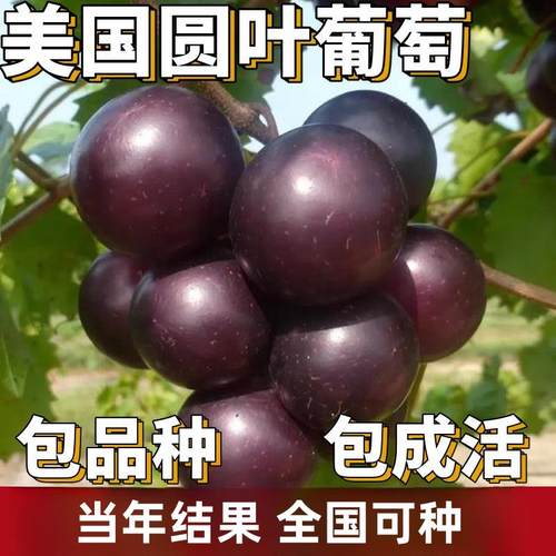 美国圆叶葡萄苗格威尔南北