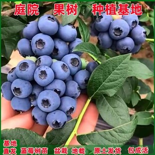 篮莓树苗特大果树果苗南北方庭院阳台种植带土盆栽地栽蓝梅树果苗