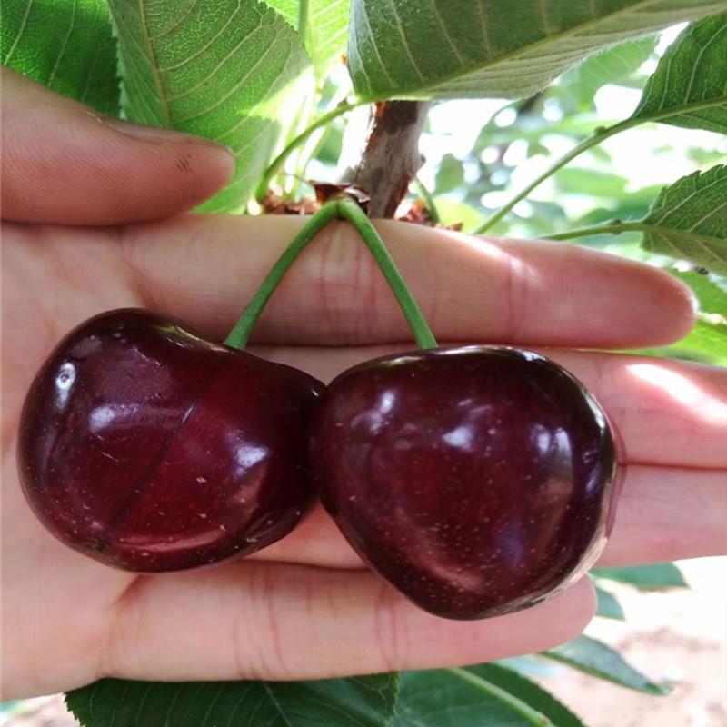 樱桃树苖嫁接先锋南方北种